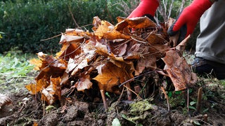 Laub auf dem Gartenboden