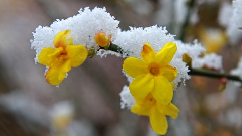 Duftpflanzen im Garten im Winter: Nahaufnahme von den gelben Blüten der Winterjasmin, die schneebedeckt sind.