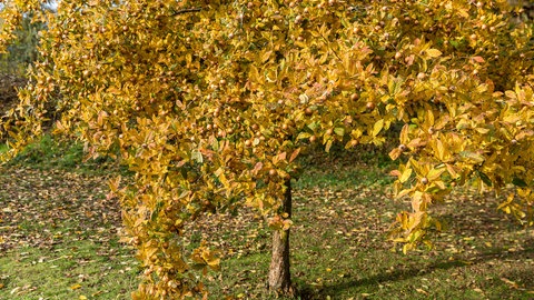 Ein Mistelbaum mit den Früchten der Mispel im Herbst auf einer Wiese.