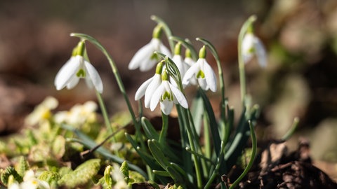 Schneeglöcken sind die ersten Boten des Frühlings.