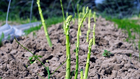 Erntereifer grüner Spargel auf einem Feld.