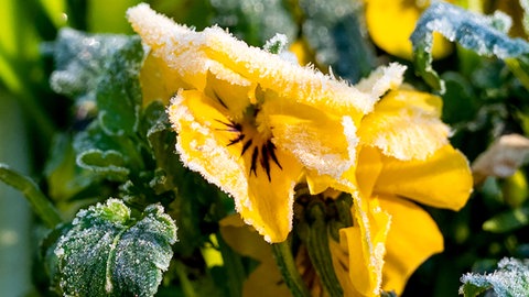 Eisheilige: Die Bauernregel sagt Frost voraus. Eiskristalle hängen am Morgen an der Blüte von einem Hornveilchen.