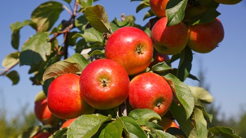 Pflegeleichte Äpfel hängen an einem Ast eines Apfelbaums, der wenig Arbeit im Garten macht.