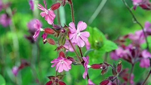 Rote Lichtnelke