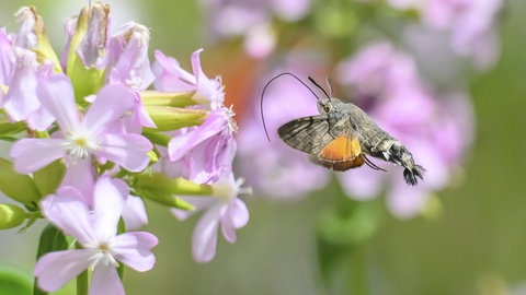 Ein Taubenschwänzchen fliegt Blüten des Echten Seifenkrauts an 
