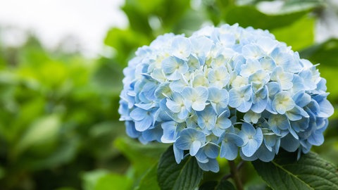 Hortensien in der Blüte