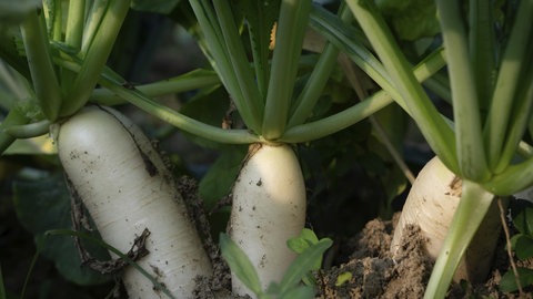 Weißer Rettich wächst in einem Garten aus der Erde. Etwas Sonnenlicht beleuchtet die Szene.