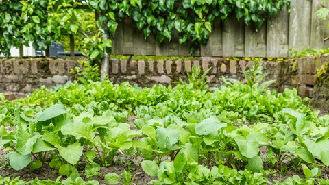 Junges, frisches Gemüse wächst in einem Garten. Hier wird sich im Hochsommer bis Herbst auch der Rettich wohlfühlen.