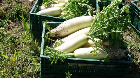 Frisch geernteter Rettich liegt in Gemüsekisten, die im Garten stehen. Es gibt viele verschiedene Sorten Rettich, die sich unkompliziert im Garten pflanzen lassen.