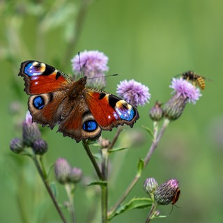 Schmetterling Pfauenauge auf einer Blüte