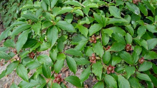 Die Schnabelkamelie kann man gut in einen Garten pflanzen. Der hitzetolerante Gartenbaum trägt grüne Blätter und kleine Früchte.