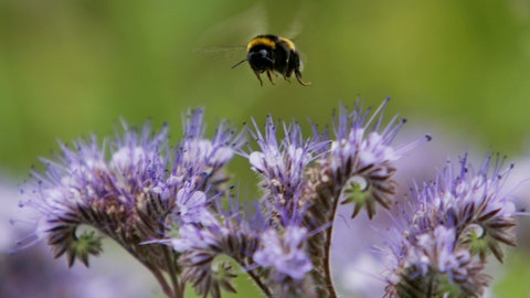 Über den violetten Blüten der Phacelia fliegt eine Biene. Die Pflanze eignet sich perfekt als Gründüngung für das Beet im Winter.