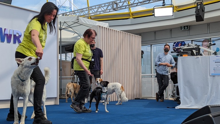 Die Dancing Dogs zu Gast im Gläsernen Studio des SWR auf dem Maimarkt in Mannheim.