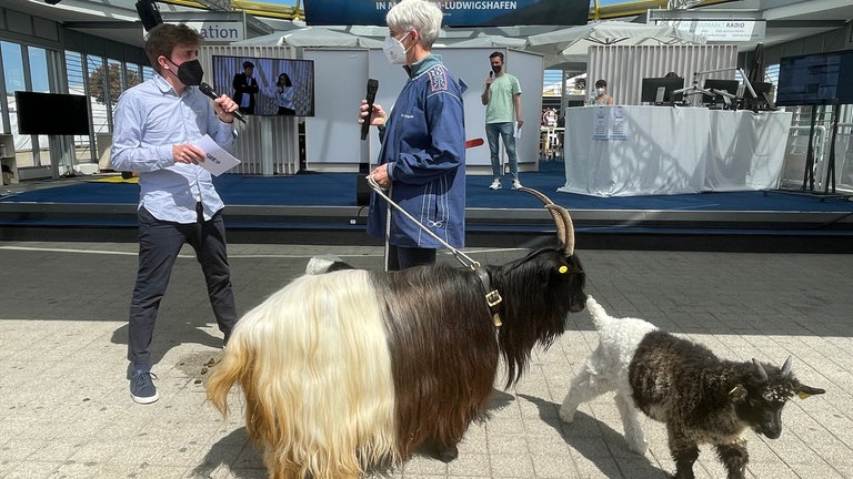 Schwarzhalsziegen aus dem Wallis - sie gelten als die älteste Hausziegenrasse der Welt und sind auch ein Hingucker wegen des schwarz-weißen Fells