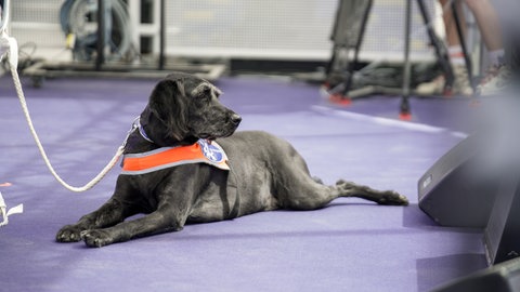 Blindenhund Louis auf der SWR-Bühne