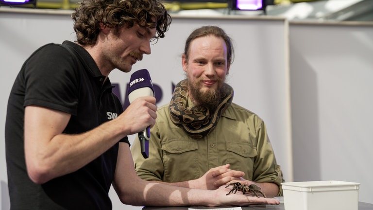 Zu Gast aus dem Reptilium Landau: Der Königspython Angel und die Vogelspinne Rosie auf der SWR-Bühne im Gläsernen Studio. 