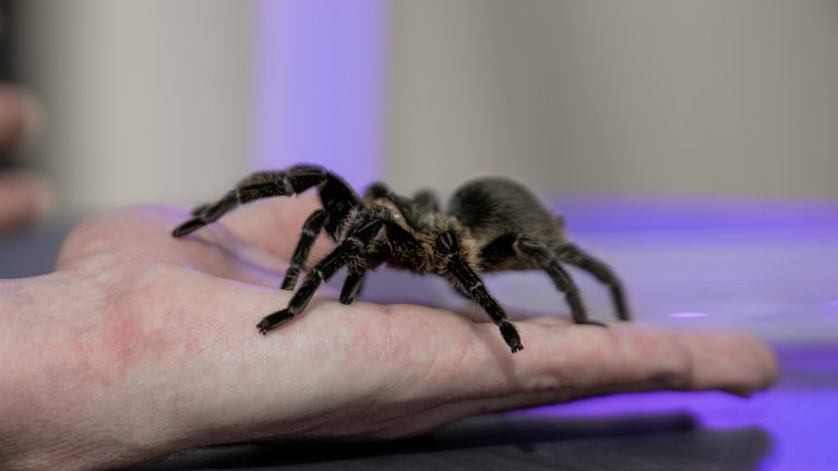 Zu Gast aus dem Reptilium Landau auf dem Maimarkt: Die Vogelspinne Rosie auf der Hand von SWR-Moderator Luca Sumfleth.