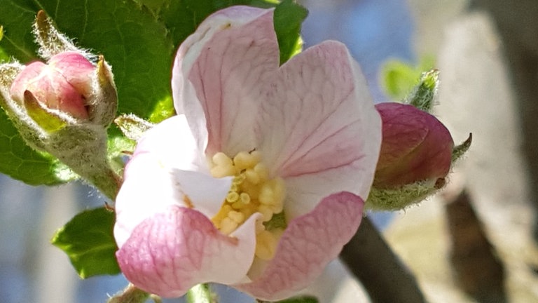 Apfelblütenaktion 2021: Erste in Deutschland fotografierte Apfelblüte. Aufgenommen am 31. März in Denzlingen bei Freiburg von Claudia Hermes.