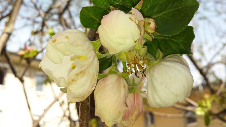 9. April: Die bis zu diesem Zeitpunkt östlichste Apfelblüte Deutschlands. Gefunden in einem Innenhof in Nürnberg.