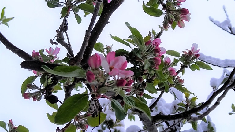 13. April: Erste in Bayern für uns gefundene Apfelblüte. Auf ca. 680 Meter Höhe in Murnau am Staffelsee. Auf den Zweigen liegt Schnee.