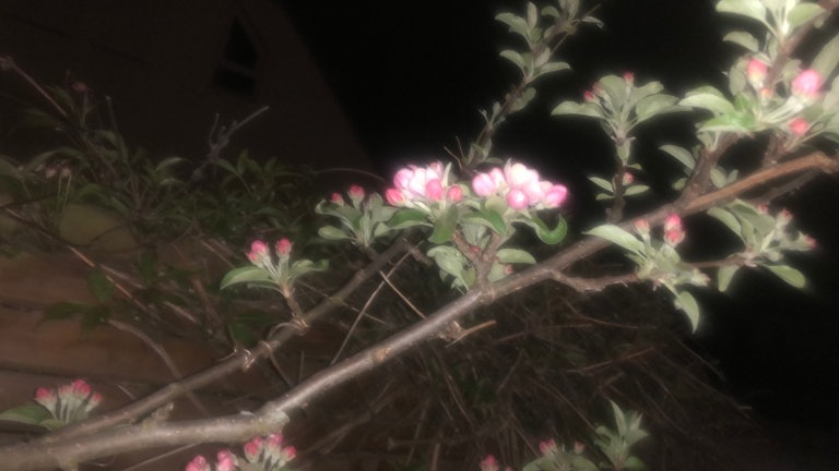 14. April: Es ist sehr kalt und es ist bereits dunkel, als dieses Foto der ersten Apfelblüten in Benningen am Neckar geschossen wird.