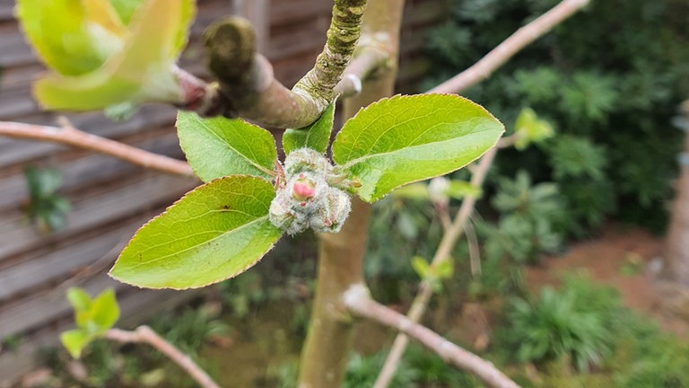 17. April: Während es am Rhein bereits blüht, wird es in Oldenburg an Hunte und Haaren noch 10 bis 12 Tage dauern, bis aus der frühen Rotknospe eine geöffnete Apfelblüte wird.