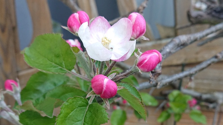 18. April: Der Nachweis für den Beginn des Vollfrühlings im Raum Würzburg. Apfelblüte in Kürnach.