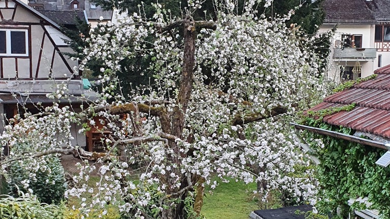 25. April: Roter Boskop in Vollblüte - aufgenommen in Nievern im Lahntal. Apfelbäume in Vollblüte sind zu diesem Zeitpunkt entlang des gesamten Rheins und seiner Nebenflüsse ein häufiger Anblick.