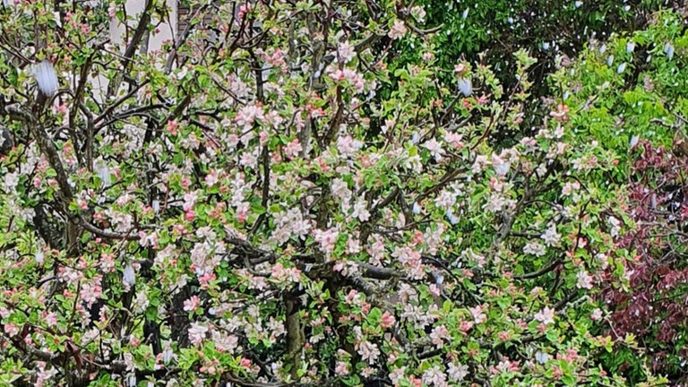 7. Mai: Suchbild aus Berlin. Linke Bildhälfte: Apfelblüten. Rechte Bildhälfte unten: Apfelblüten und irgendwelche roten Blätter. Und da drüber, dieses weiße Zeug: Schneeflocken! 