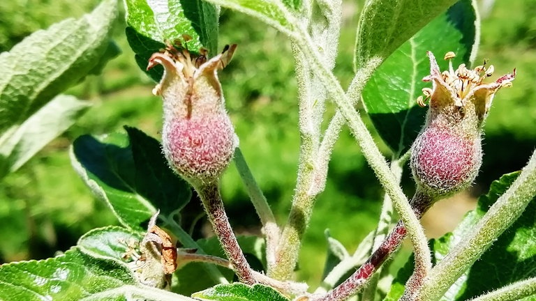 14. Mai: Deutliches Ende der Blüte in Weil am Rhein. Aber weiter oben im Schwarzwald sieht es zu dem Zeitpunkt noch deutlich apfelblühender aus.
