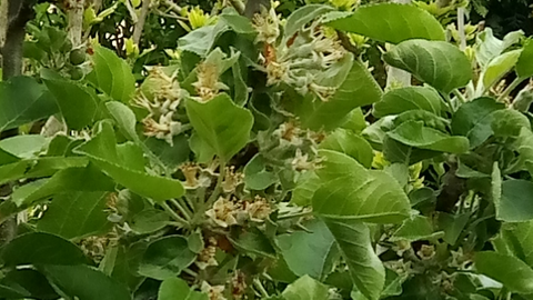 16. Mai: Statt Blütenblättern jetzt viele Mini-Klaräpfelchen. Ende der Blüte an einem Baum in Frechen bei Köln.