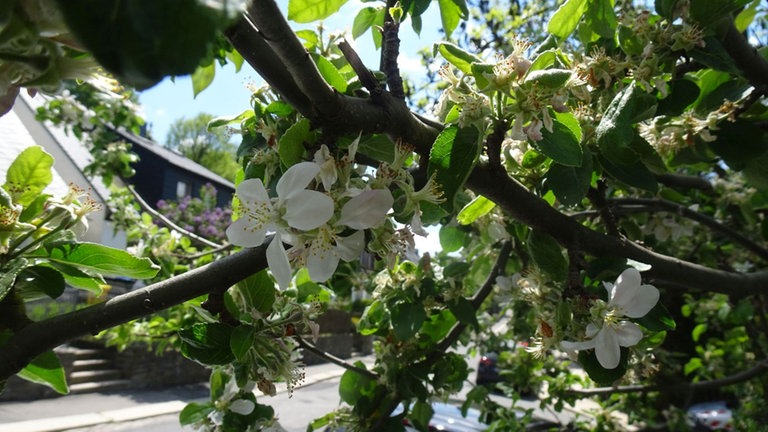 3. Juni: Nun auch Ende der Blüte im Erzgebirge. Und zwar auf 648 Meter Höhe in Annaberg-Buchholz.