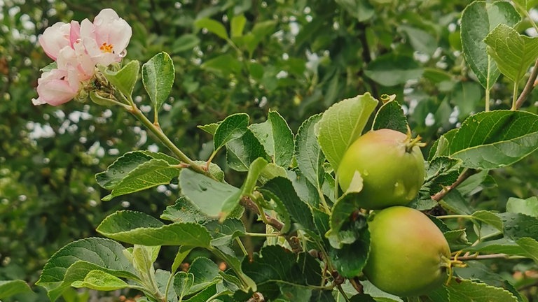 25. Juni. Sehr späte Blüten und bereits dicke Früchte. Ein "all in one"-Moment, erlebt in Winkelhaid im Landkreis Nürnberger Land.