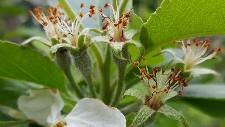 19. Mai: Ende der Blüte der Sorte Galina in Bonn - aber andere Bäume blühen dort zu diesem Zeitpunkt noch, meldet die Beobachterin.