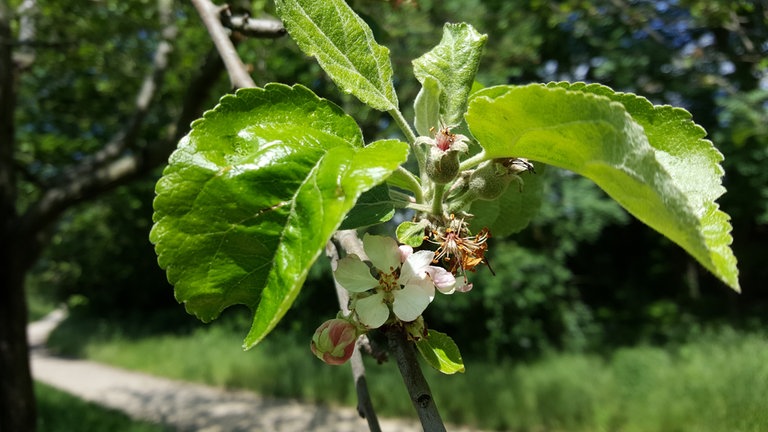 29. Mai. Nach 8 Wochen Blühgeschehen im Raum Bonn dort immer noch zu finden: Noch geschlossene Blüten. Aber gemeinsam mit geöffneten Blüten und kleinen Äpfelchen an ein und demselben Blütenbüschel.