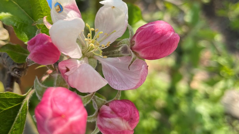 20. April: Eine der aus an diesem Tag aus Dortmund gemeldeten Blüten. Die Apfelblütenzone weitet sich wohl demnächst Richtung Münsterland aus.