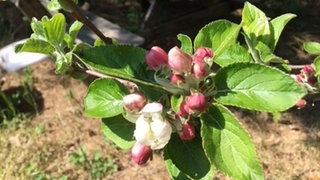 17. Mai: Die Apfelblüte hat den Sprung über die Ostsee geschafft! Blühbeginn in Furuboda, fast direkt an der Ostseeküste in Südschweden.