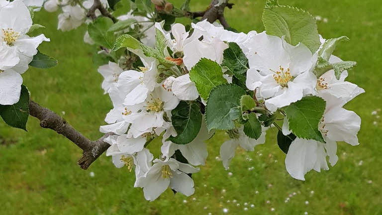 15. Mai: Vollblüte auf einer Streuobstwiese in Ganderkesee. Übrigens mit Spielplatz nebendran. Gibt´s leider nicht mehr so häufig, die Kombination aus Obst und Spiele.
