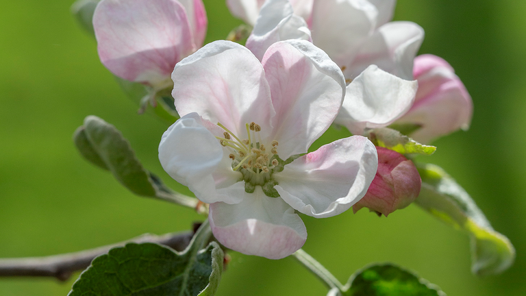 ...wo kommt diese Blüte her? In den Vorjahren breitete sich die Apfelblüte von Südwest nach Nordost bis nach Skandinavien aus. Das kann diesesmal aber nicht der Fall gewesen sein, denn in Deutschland war die Apfelblüte in diesem Jahr ein bis zwei Wochen später dran. In Finnland aber ist sie nun zwei Tage früher angekommen als im Vorjahr. Sie hat dieses Jahr wohl einen anderen Weg gefunden, um Finnland schnell zu erreichen - und der führte sie vermutlich durch Osteuropa, denn dort herrschten in den vergangenen Wochen häufig hochsommerliche Temperaturen. Merke: Der schnellste Weg für die Apfelblüte nach Skandinavien ist nicht der geradlinige mit den wenigsten Kilometern, sondern der mit der wärmstens Witterung entlang der Strecke. Das kann dann auch mal ein Umweg um Mitteleuropa herum sein.