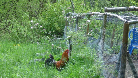 23. Mai: Auch in Mittelnorwegen hat die Apfelblüte begonnen. In Eidsvag am Langfjord bewacht der Hahn die ersten Apfelblüten, die sich am 20. Mai geöffnet hatten.