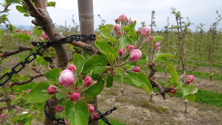1. Mai: Die Apfelblüte erreicht entlang der Elbe bei Pirna die Sächsische Schweiz und das Osterzgebirge.