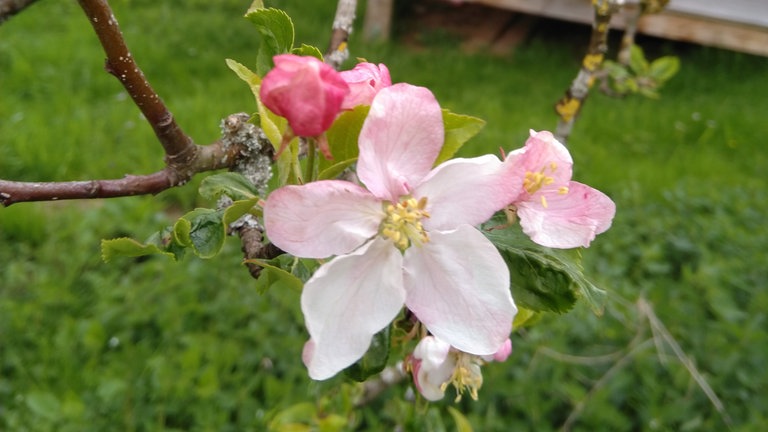31. Mai: Ende des meteorologischen Frühlings, aber immer noch phänologischer Vollfrühling an der Schnittstelle von Schwarzwald und Baar: Apfelblüte auf 718 Meter Höhe in Villingen-Schwenningen.