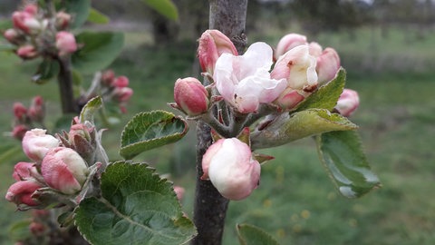 2. Mai: Schon am Tag zuvor gemeldet, aber da noch ohne Foto. Nun lässt es sich aber nicht mehr wegdiskutieren: Norstedt in Nordfriesland aktuell die nördlichste Apfelblüte Deutschlands - oder?