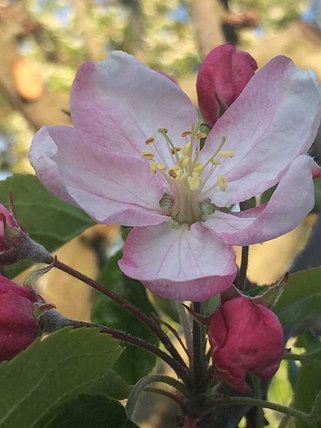Apfelblüte in Wittislingen