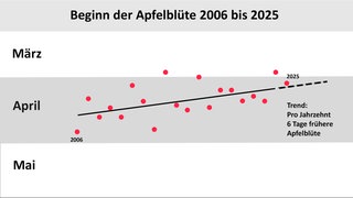 Das Diagramm zeigt die Zeitpunkte des Beginns der Hauptblühzeit der Apfelbäume in Deutschland in den vergangenen 20 Jahren. Eine Ausgleichsgerade zeigt die Verfrühung von rund 6 Tage pro Jahrzehnt. 