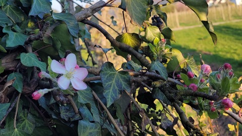 Erste geöffnete Apfelblüte in Waldkirch-Buchholz - rekordverdächtig früh am 19. März.