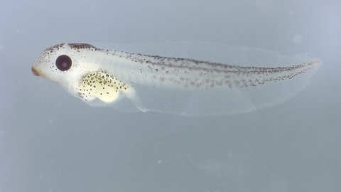 Gesunde Kaulquappe  Bild: Uni Ulm, Dr. Hannah Flach