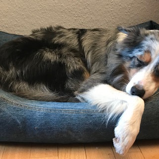 Schlafender Hund