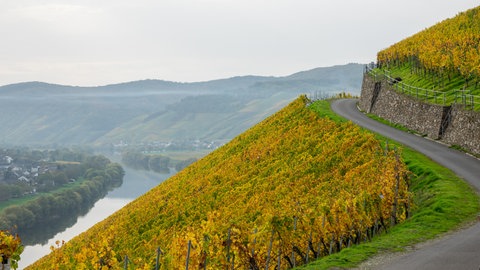 Der Herbst an der Mosel bringt bunte Farben wie im Indian Summer
