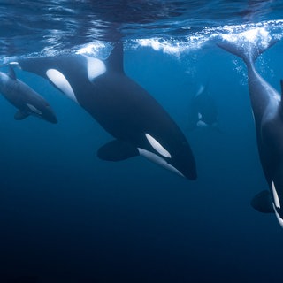 Orcas im Meer